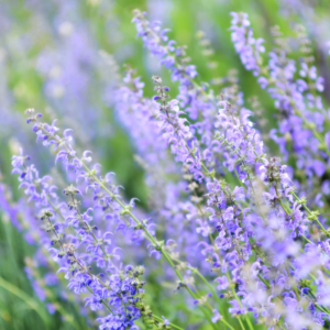 lavender